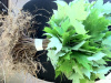 QTY-25 DRUMMOND RED MAPLE SEEDLINGS 